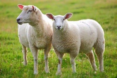 Nguồn gốc và công dụng của nhau thai cừu