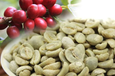 Hạt Typica Raincoffee -Cà Phê hạt rang xay nguyên chất, hương vị tuyệt vời !