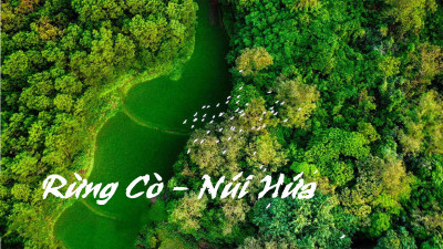 Rừng Cò Núi Hứa, Đầm Hà, Quảng Ninh – Nơi cư ngụ của hàng nghìn con cò