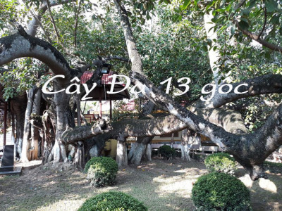 Cây đa 13 gốc, Hải Phòng – Cây đa lớn nhất Việt Nam