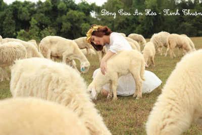 Đồng cừu An Hòa, Ninh Thuận – Điểm checkin hấp dẫn của giới trẻ