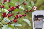 Đài quả khô Hibiscus Roselle 500g