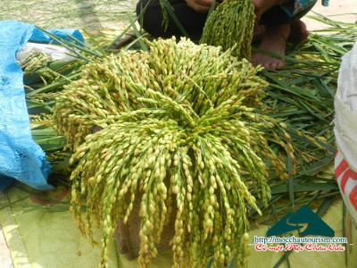 Gạo Cốm Tây Bắc Khảu Hang Mộc Châu Food - OCOP 3 Sao Sơn La