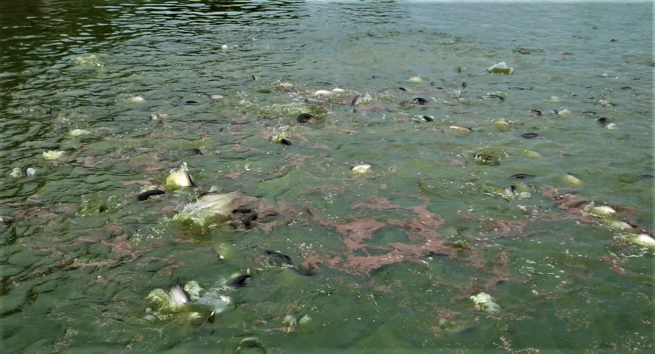 Hộ Kinh Doanh Ngô Viết Giỏi