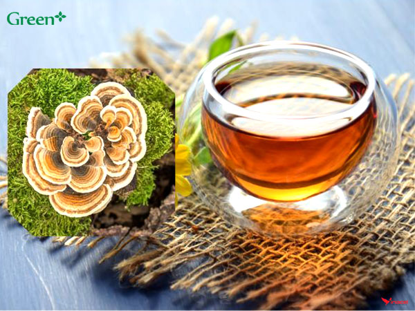 Nấm Vân Chi Nguyên Tai Green+ Mua Ở Đâu Uy Tín Chất Lượng?