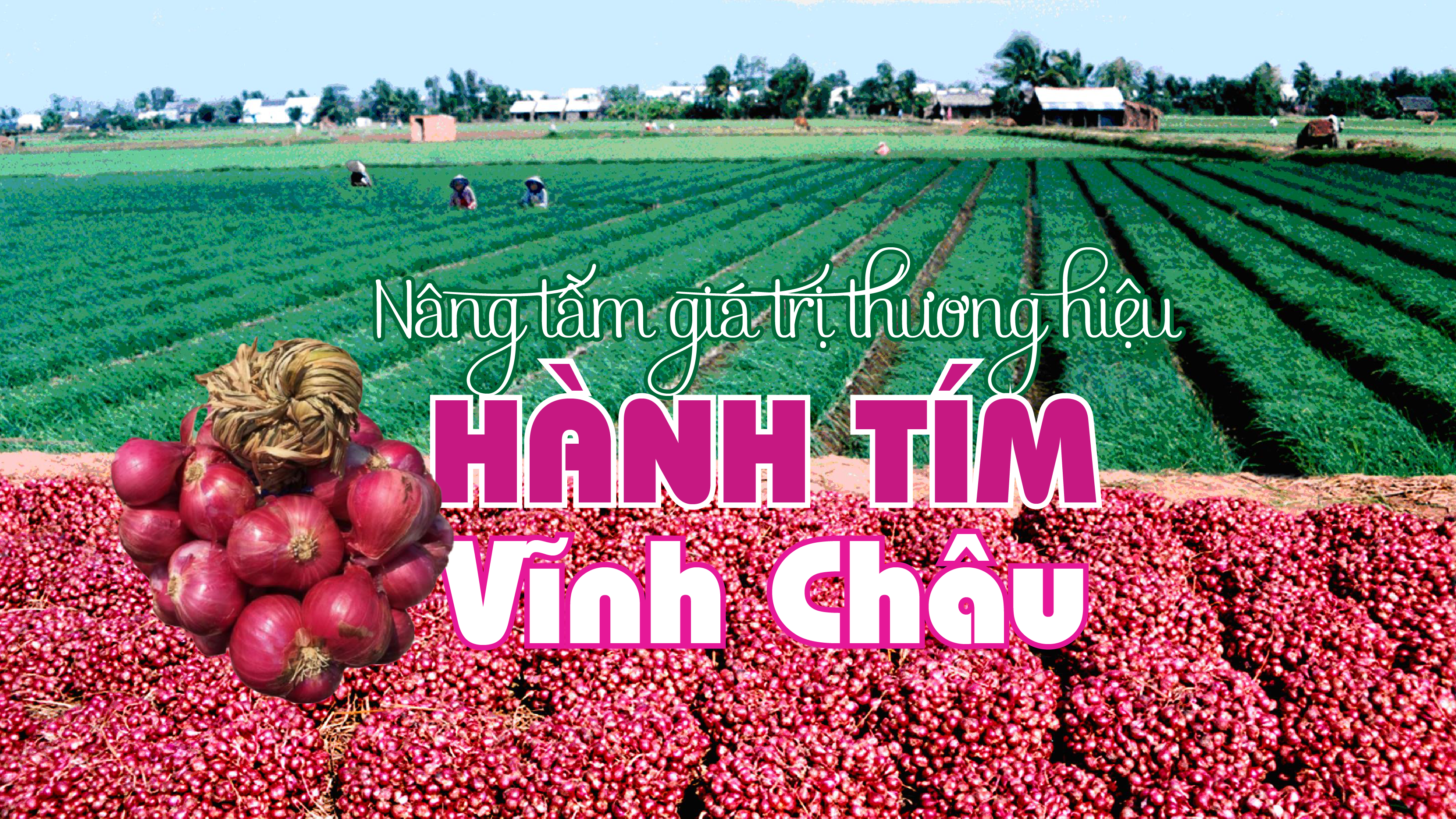 Hợp Tác Xã Hành Tím Vĩnh Châu