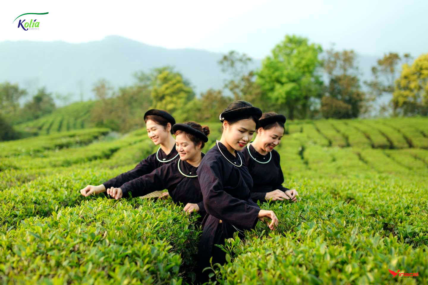 Công Ty TNHH Kolia Cao Bằng