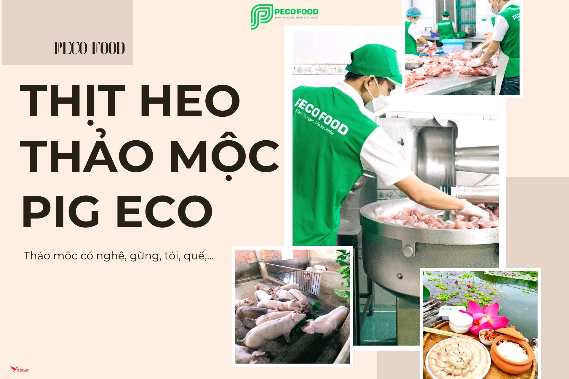 Thực Phẩm Thảo Mộc Peco Food Chính Hãng, Giá Sỉ