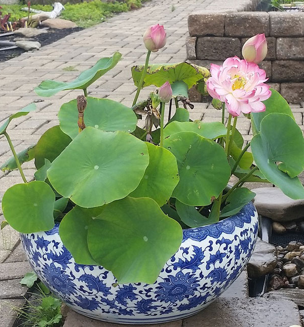 Cây Giống Sen Bách Diệp