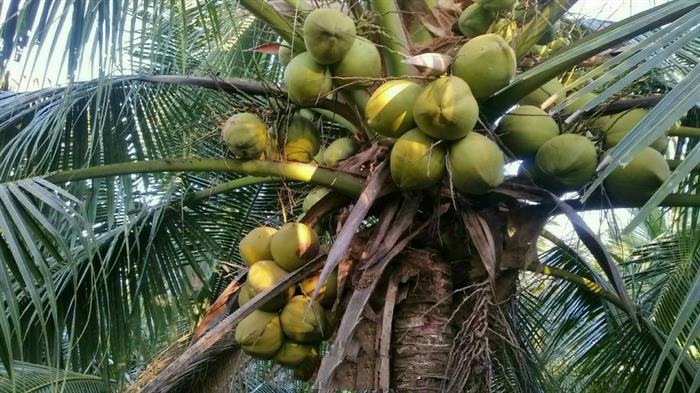 Hợp Tác Xã Nông Nghiệp Vang Quới Đông